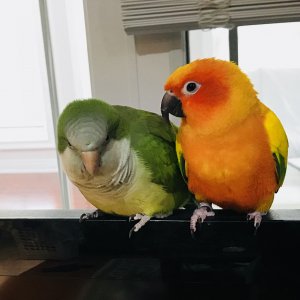 Ceilo ( Green) & Stewy (orange)