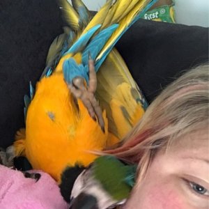 Macaw ,cockatoo, Eclectus And African Grey Parrots