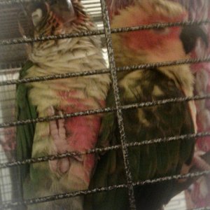 2 Conures