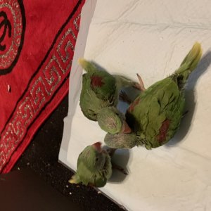 Alexandrine Babies