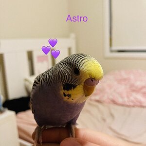 Astro being cute
