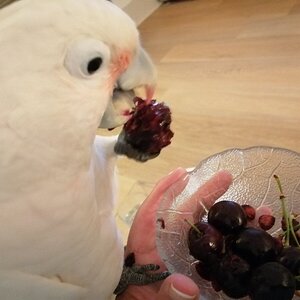 Life is just a bowl of cherries…