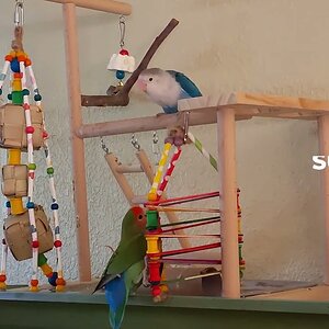 Snow White our albino lovebird meets Quadopus the 4 tentacle bird toy