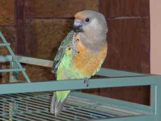 African Red-bellied Parrot