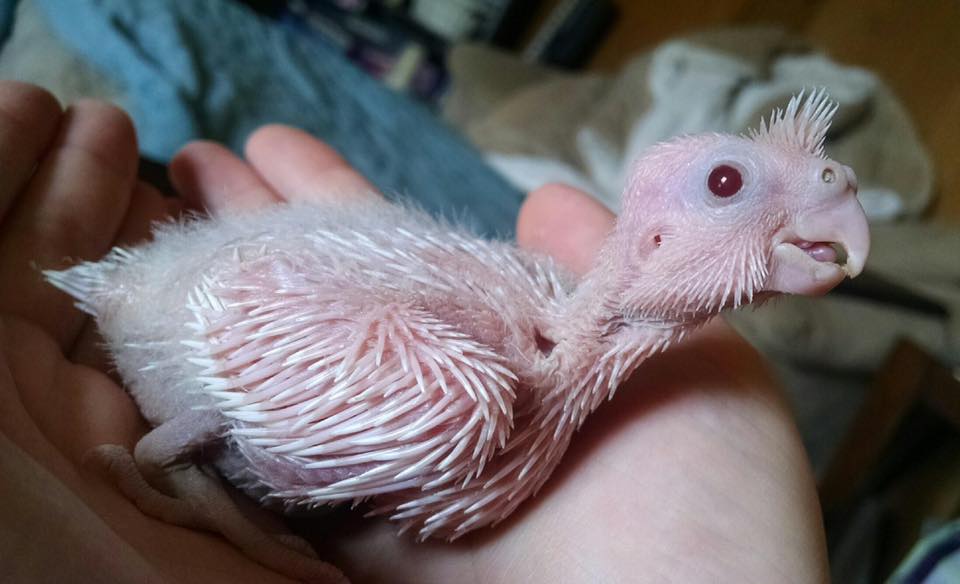 Albino Cockatiel Baby Girl &lt;3
