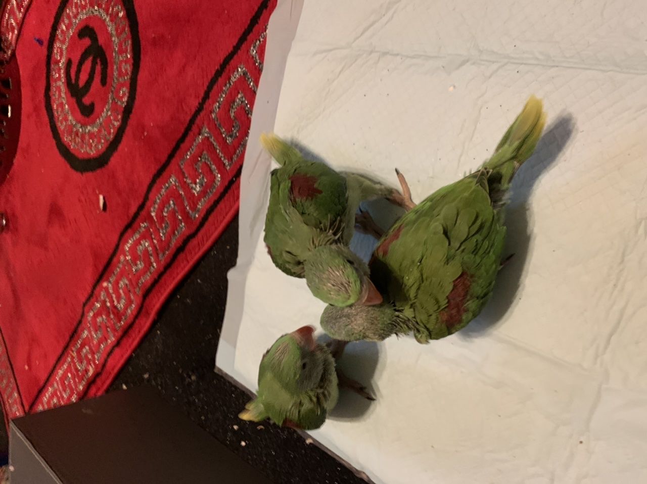 Alexandrine Babies