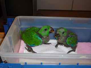 Baby Si Eclectus Males