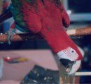 Bailey ~ Green Wing Macaw