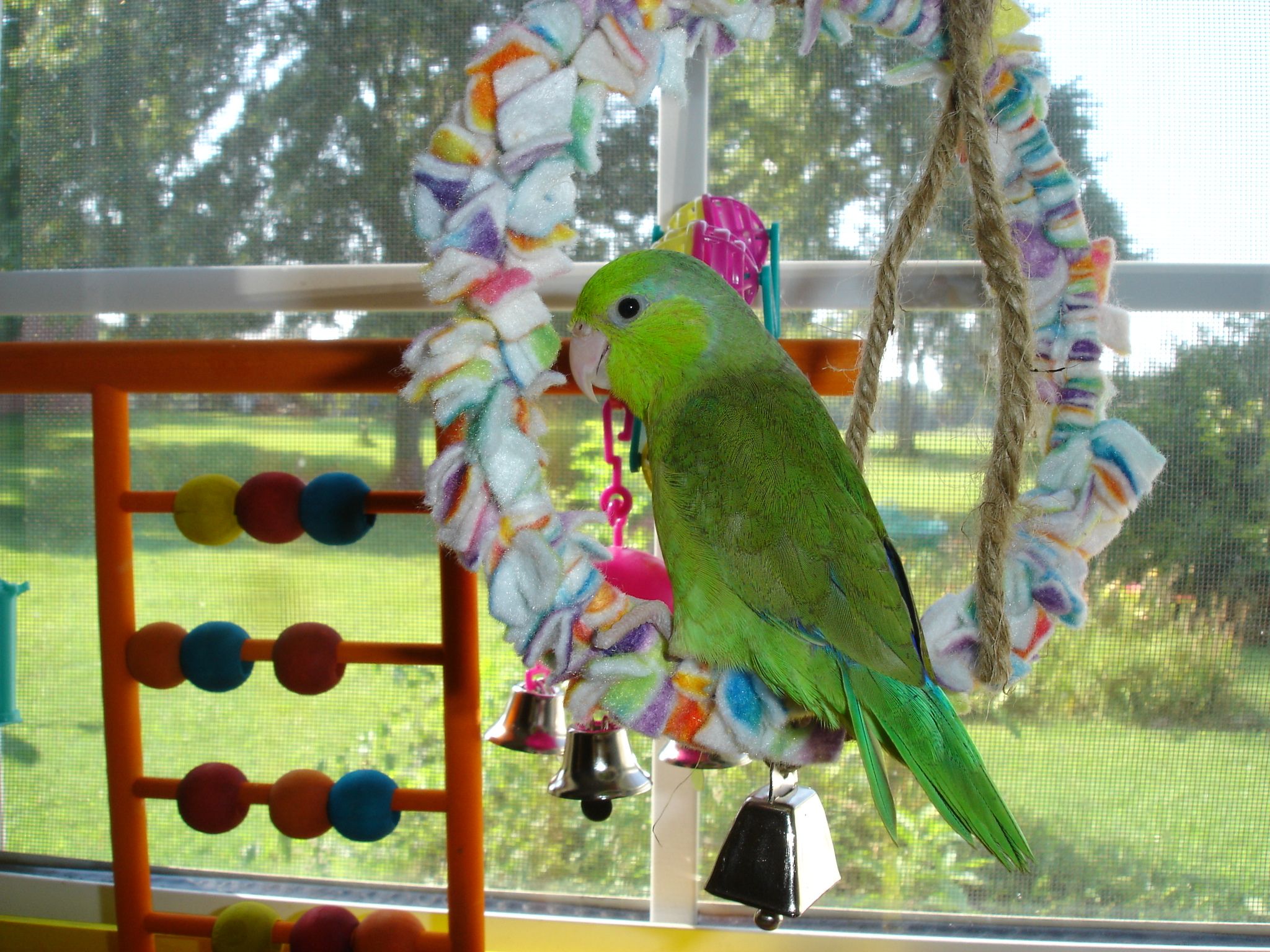Beemer The Parrotlet