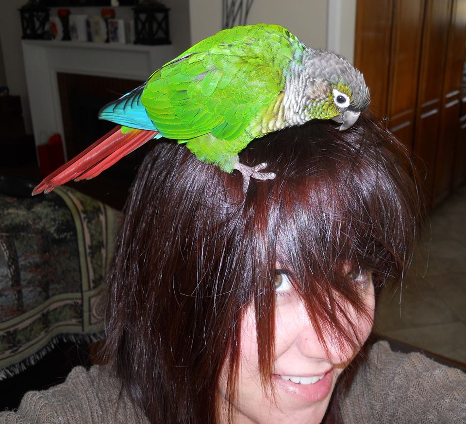 Boris The Conure's Favorite Place In The Whole World...:)