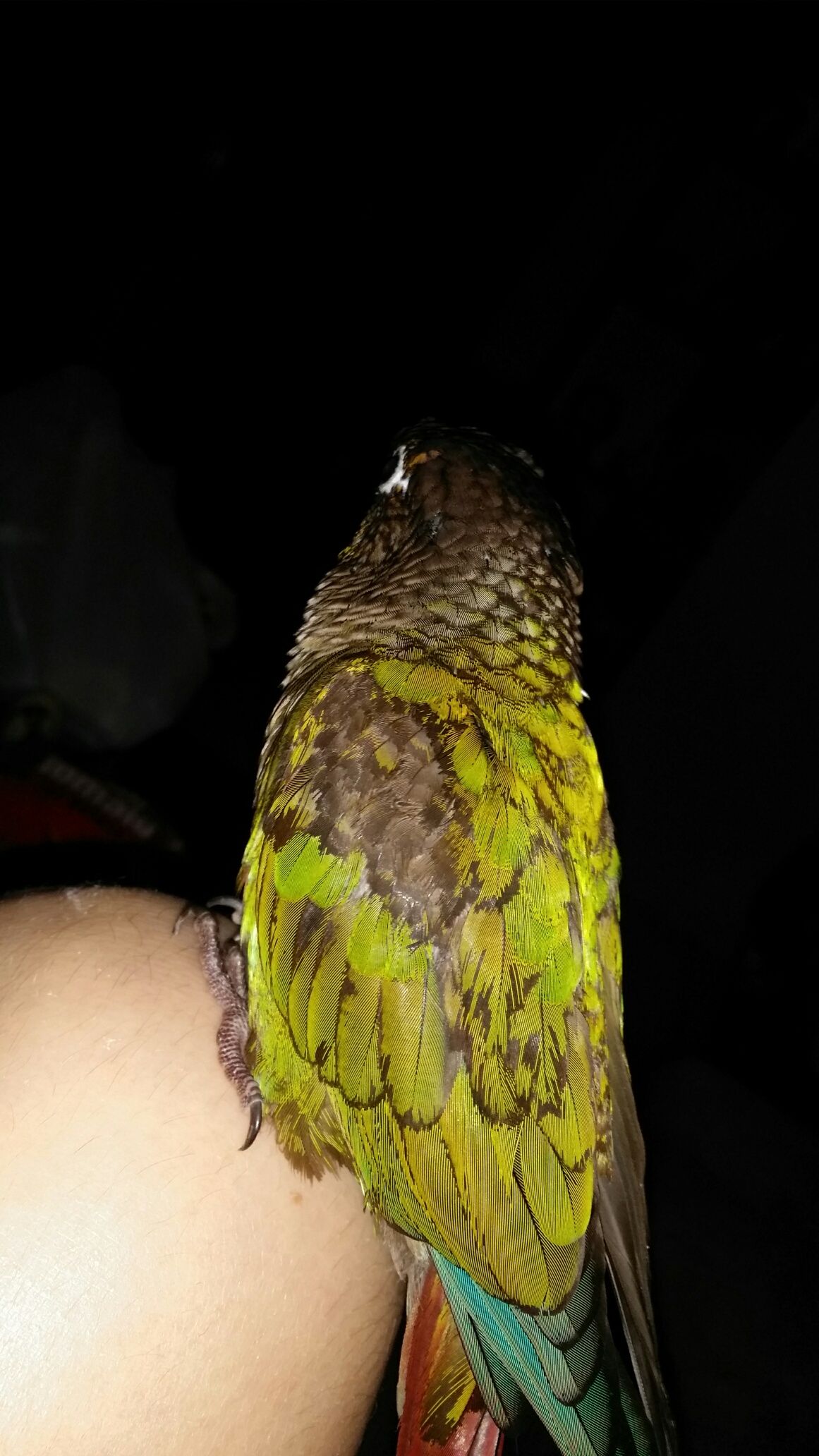 Bronzing Feathers Green Cheek Conure