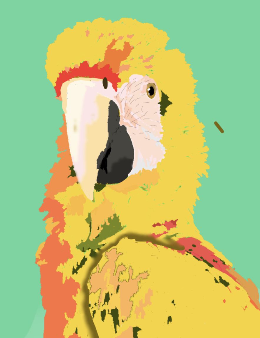Camlot macaw