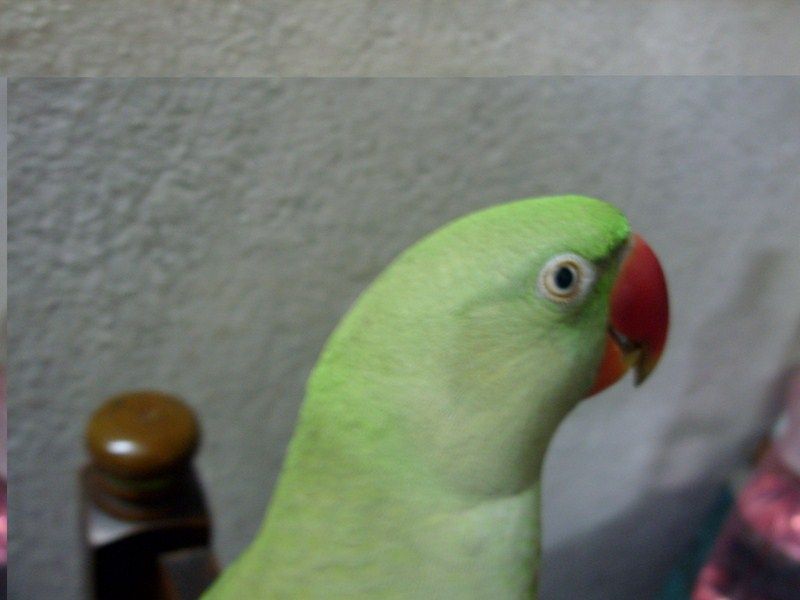 Dustu My Bird