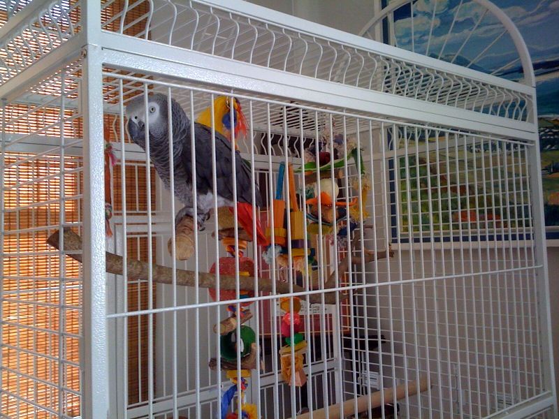 Gertjie's New Cage!
