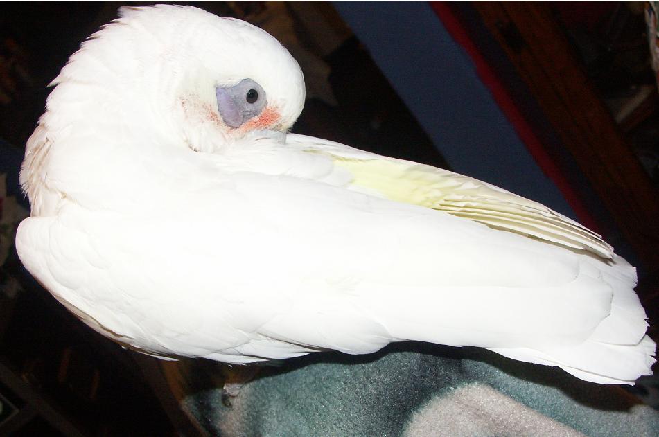 Griffin My Bare Eyed Cockatoo