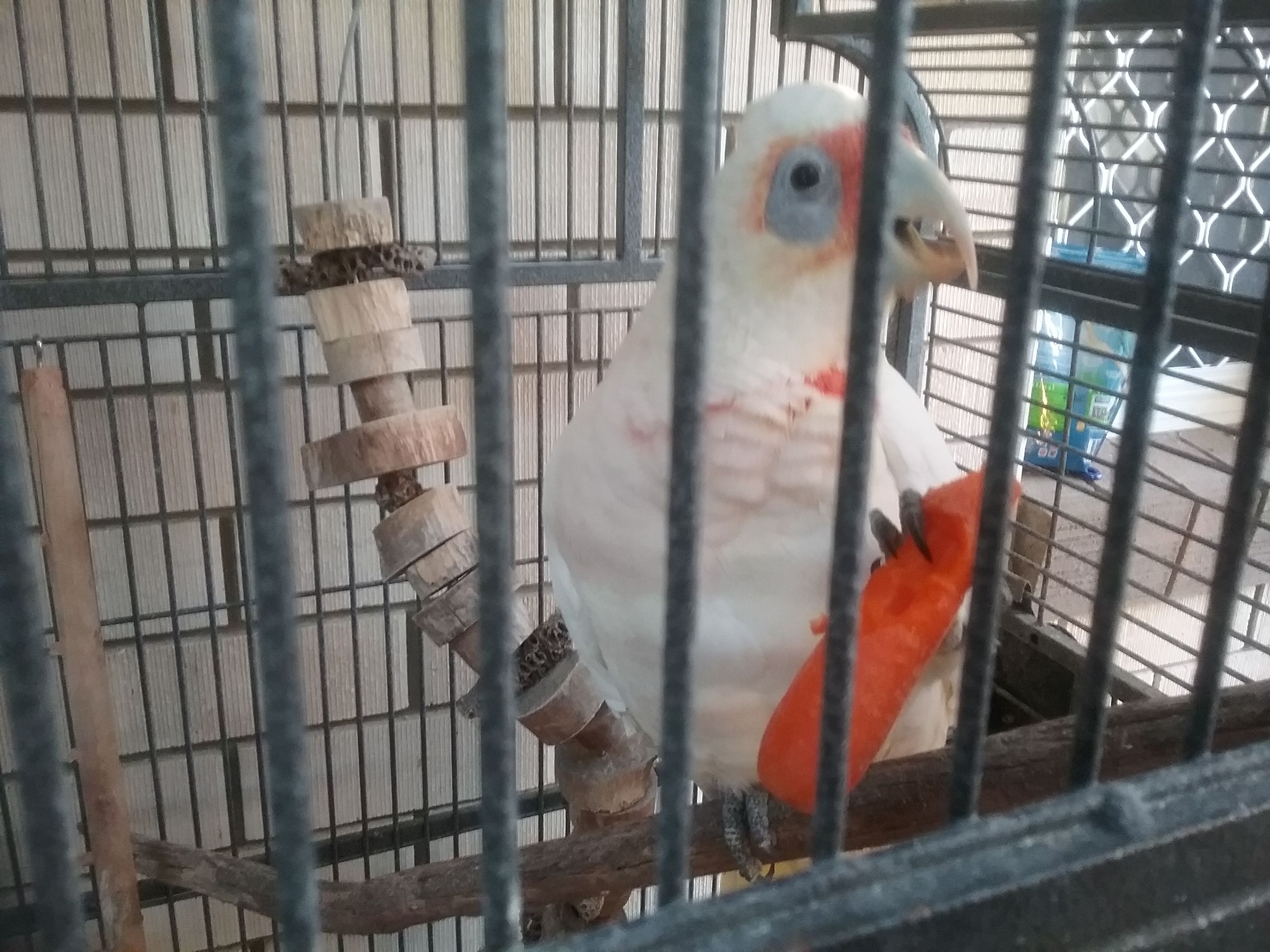 Jack The Long Billed Corella