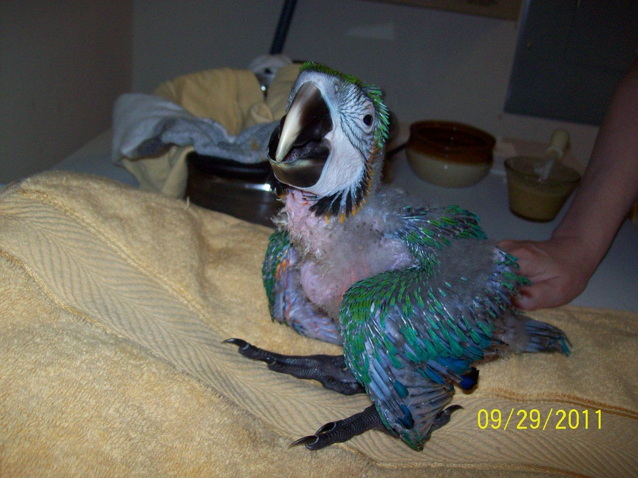 Jake Our Catablue Macaw