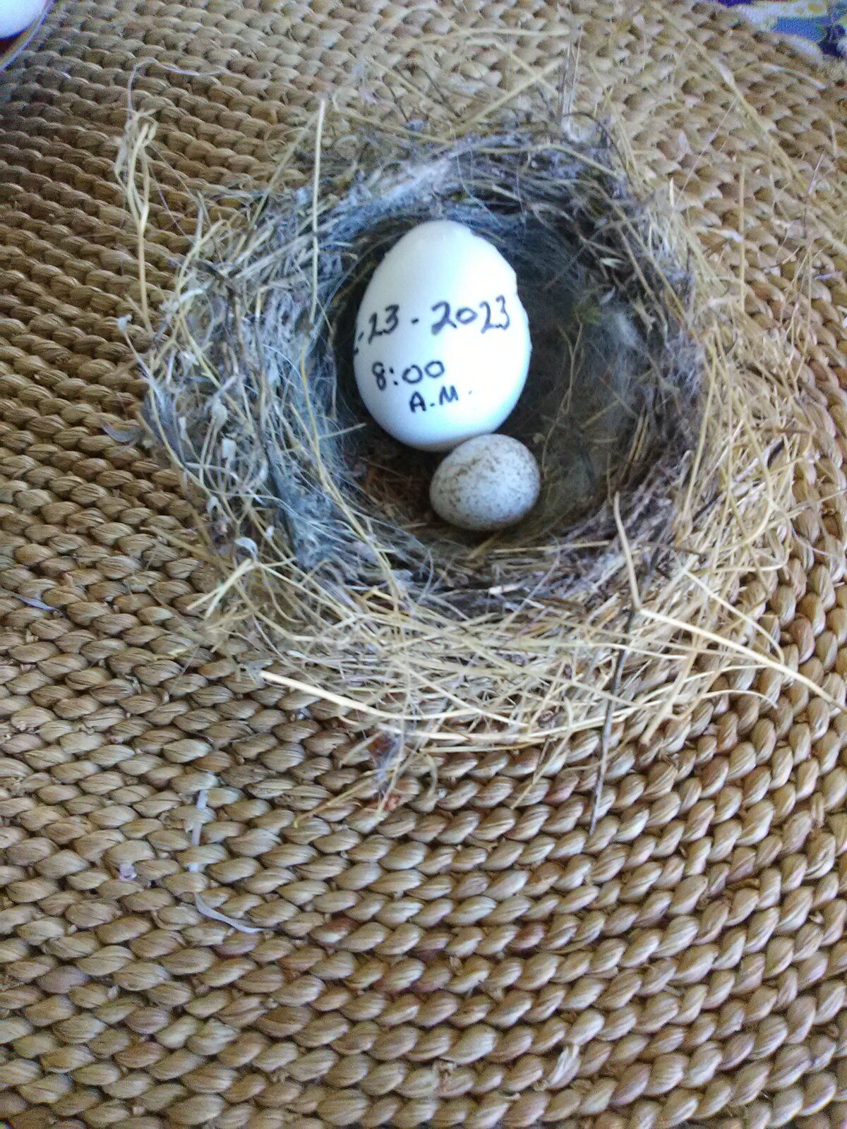 Jingles egg: Congo AG egg against a wild bird egg.