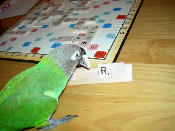 Kickin' Some Tail Feather In Scrabble