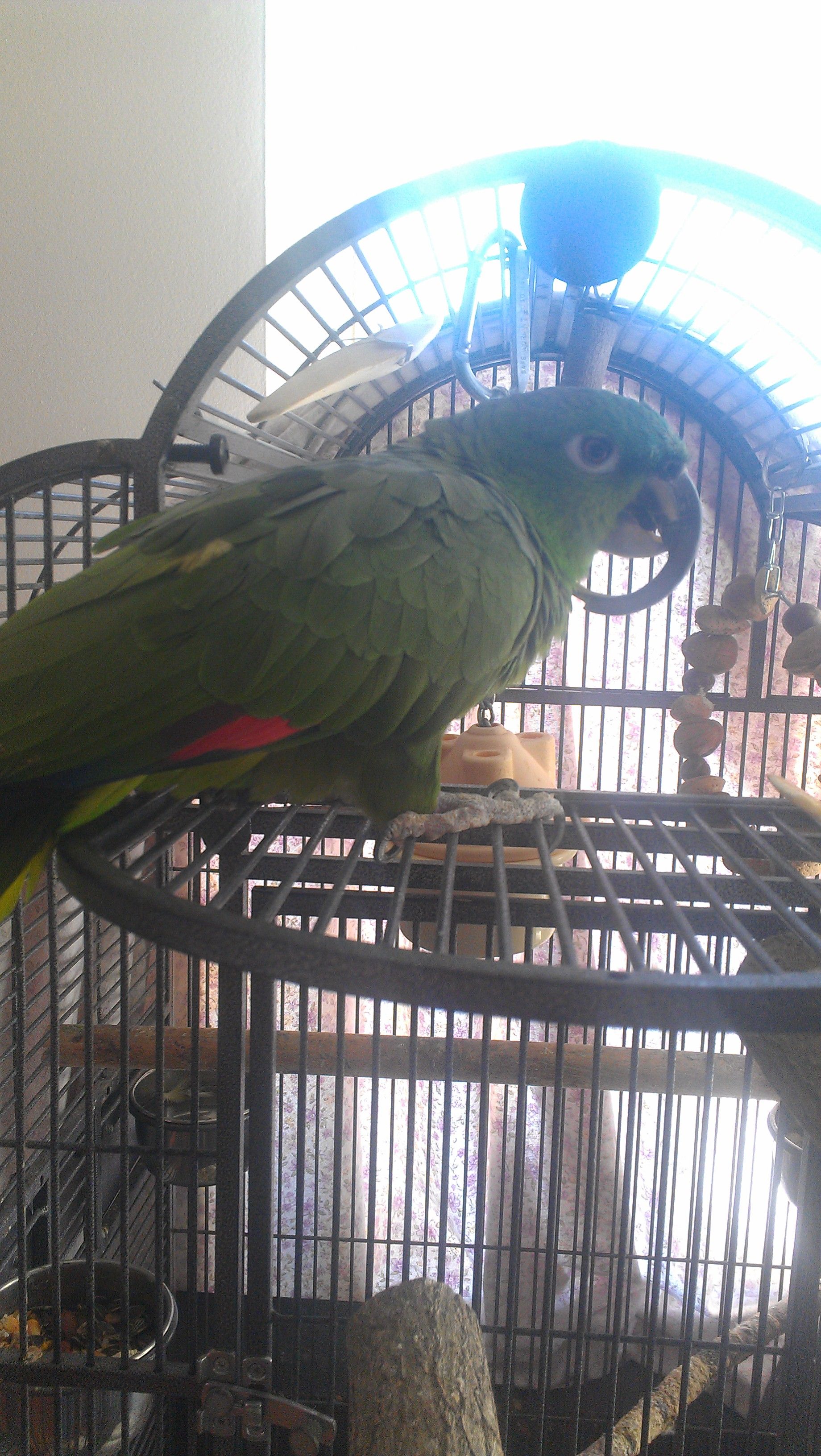 Kitty, My New Blue Fronted Amazon