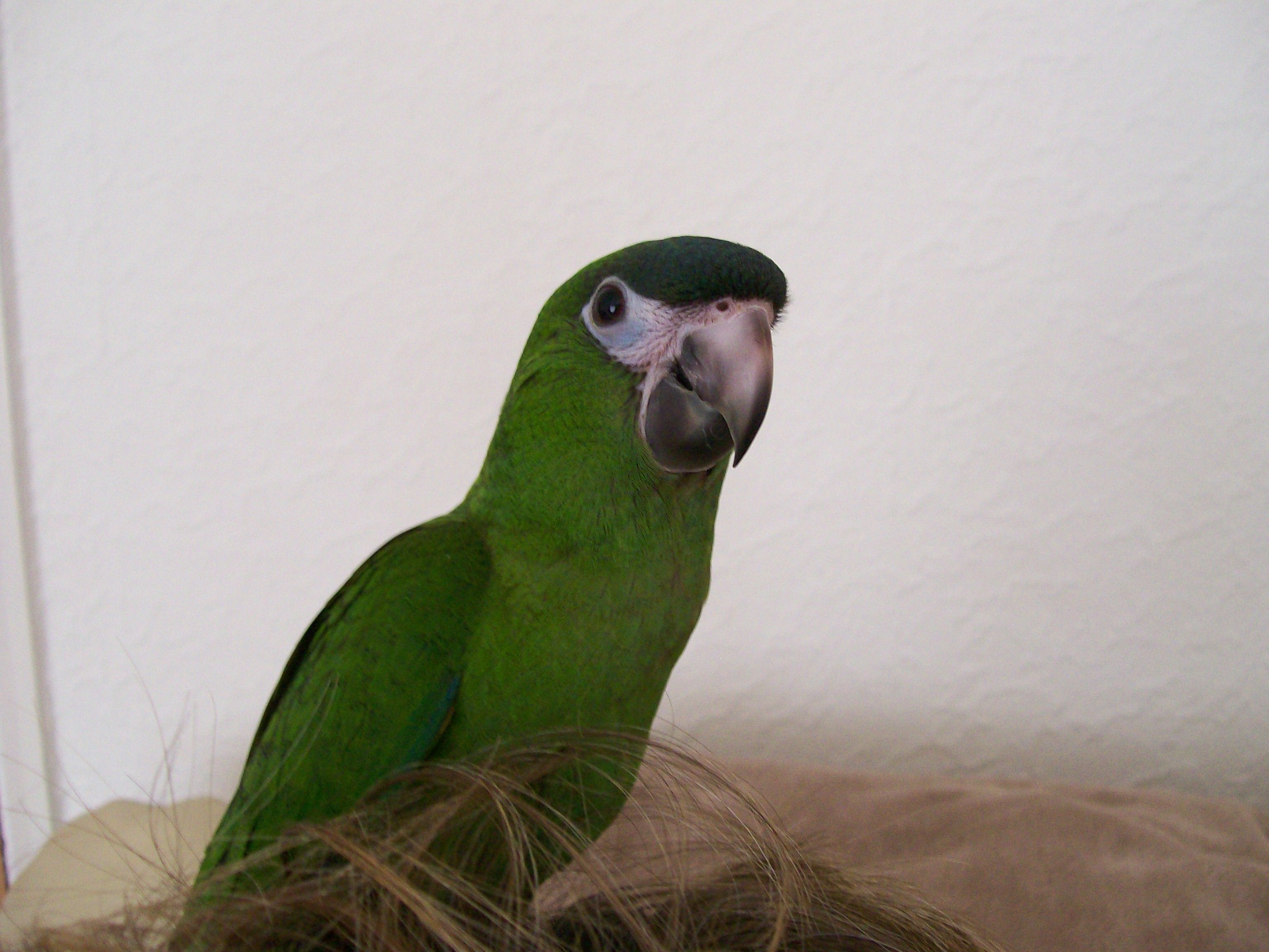 Mossy The Hahns Macaw