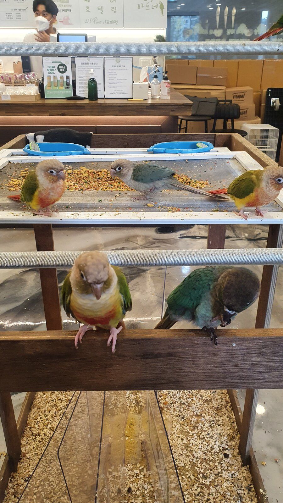 My bird at a local parrot cafe