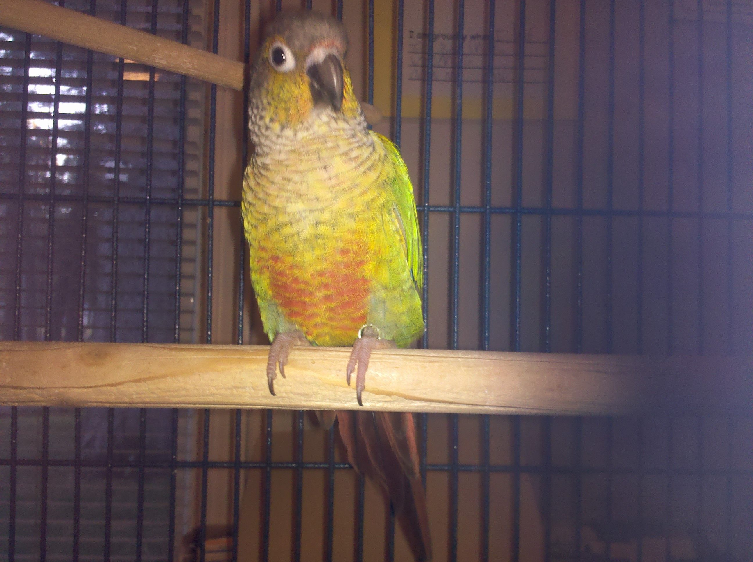 My Name Is Keen - But What Type Of Conure Am I?
