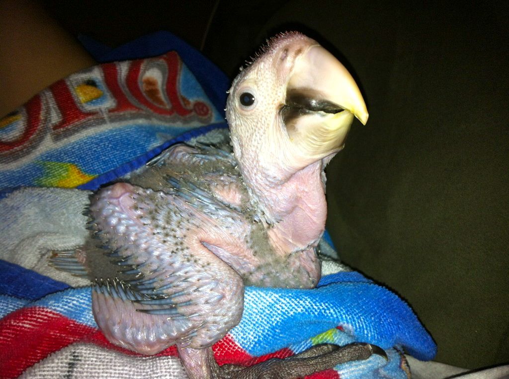 Our Baby Male Greenwing Hatchdate 6/2/12