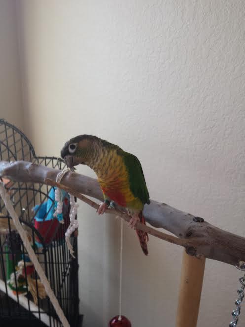 Our New Conure
