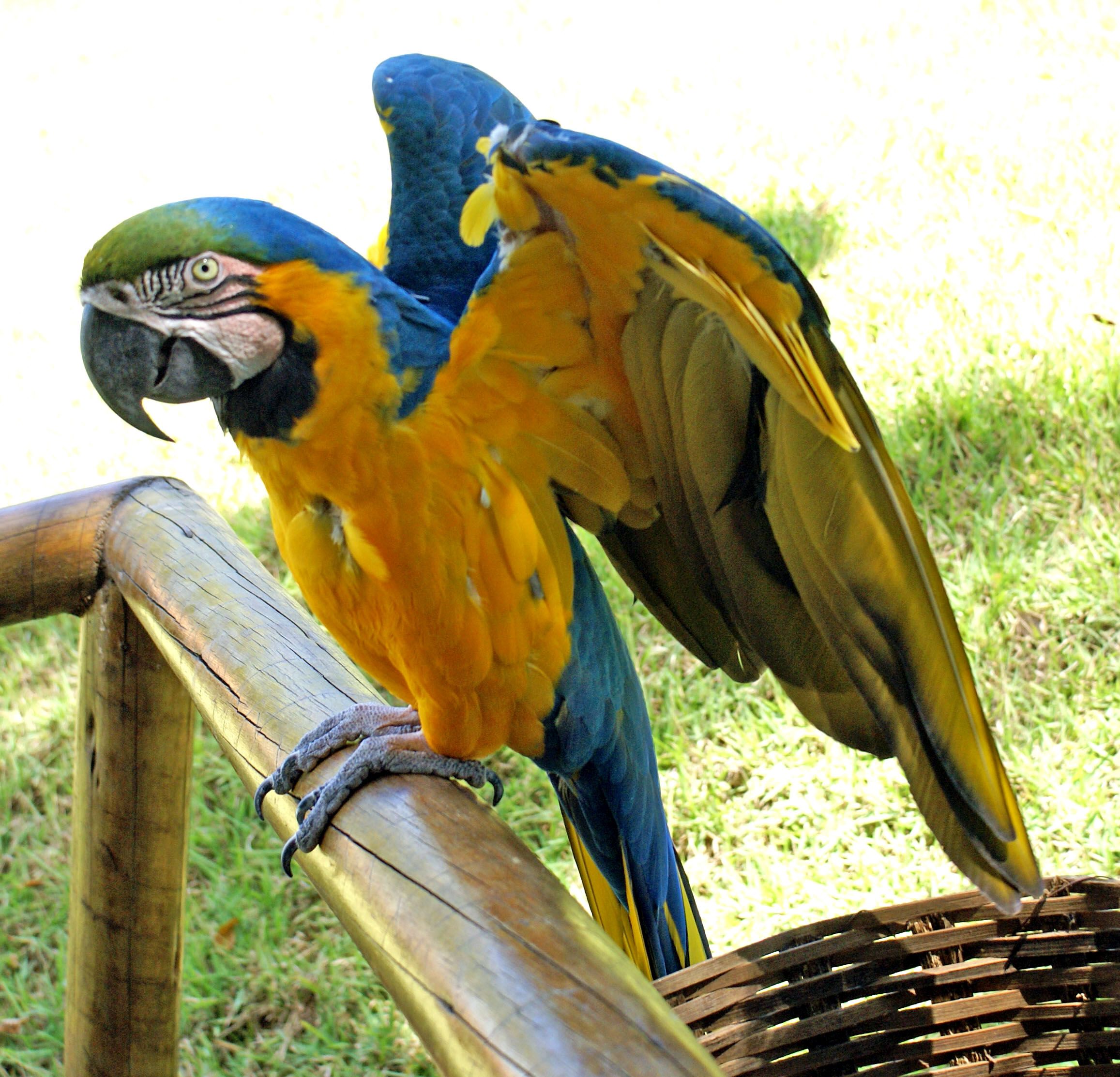 Parrot 5