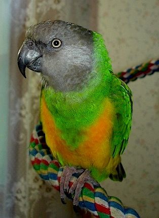 Parsley - Senegal Parrot