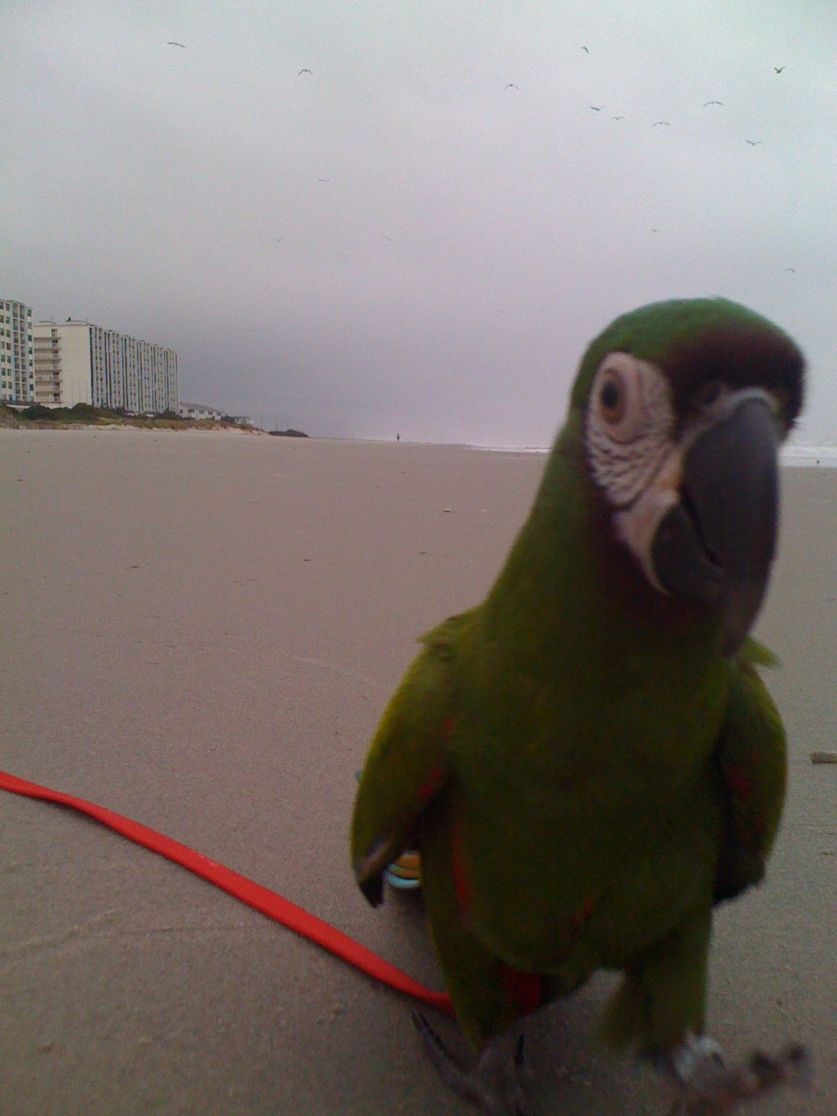 Pepper On The Beach