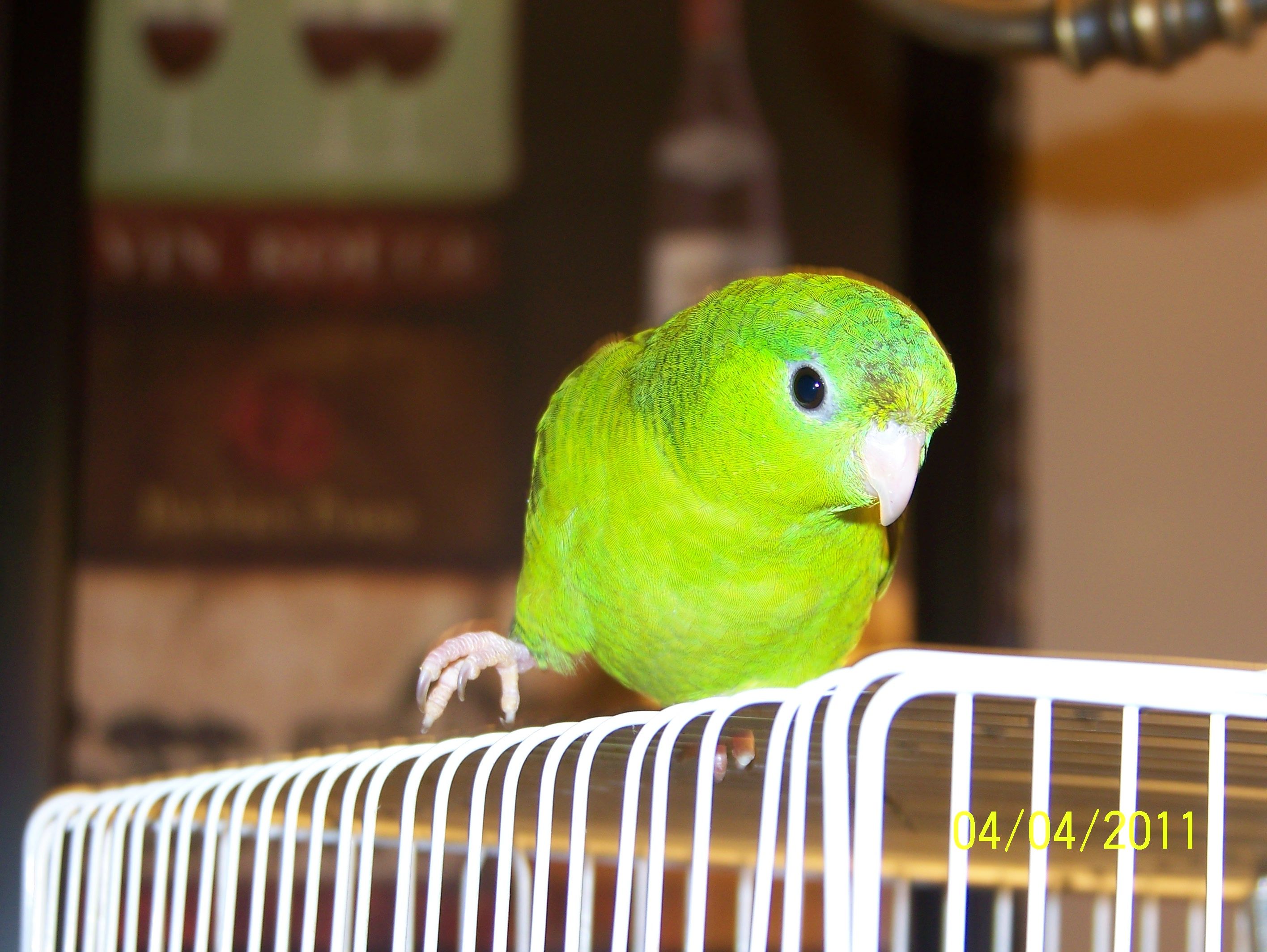 Pickles The Bird