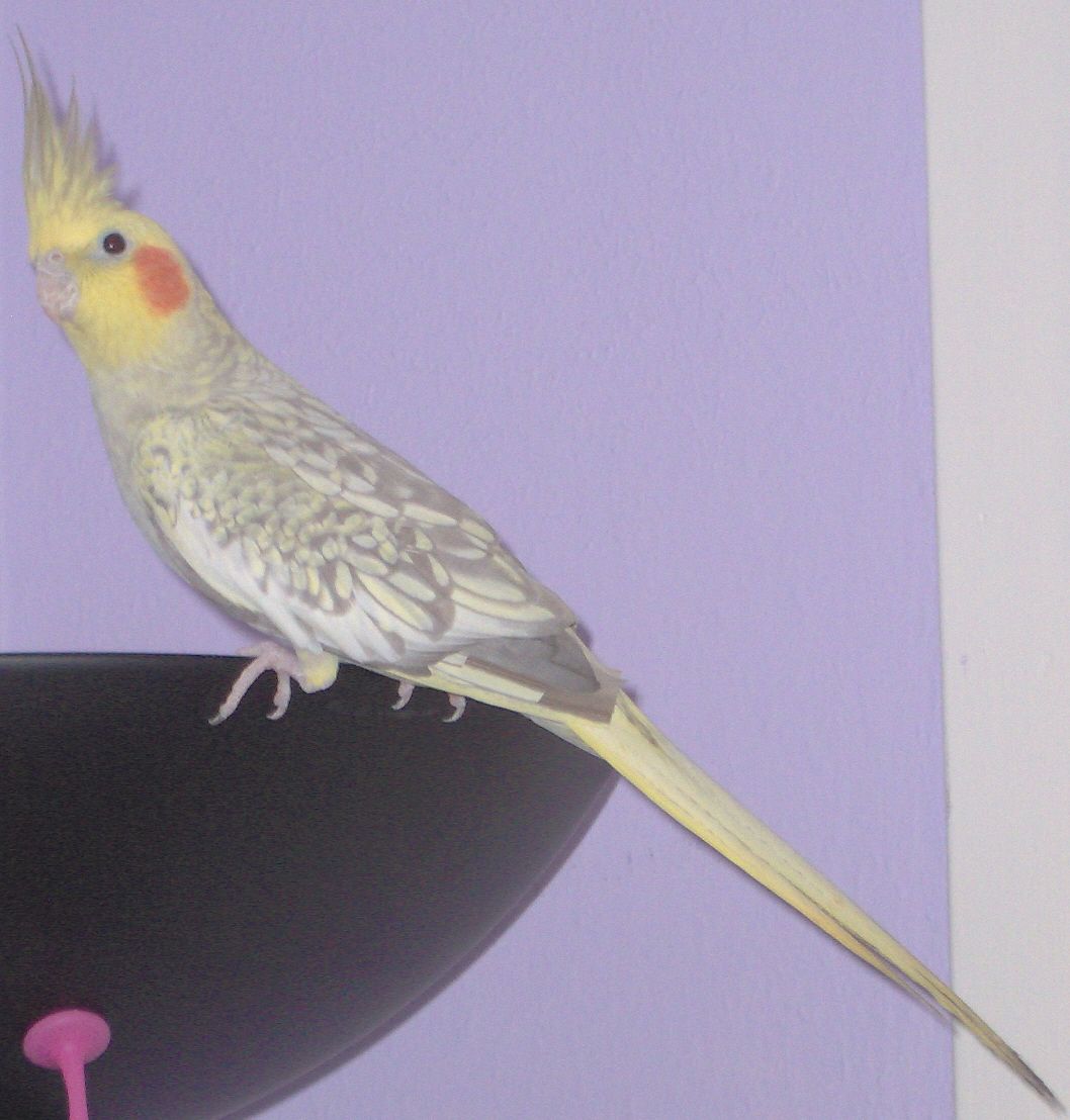 Pictures of Misty the cockatiel