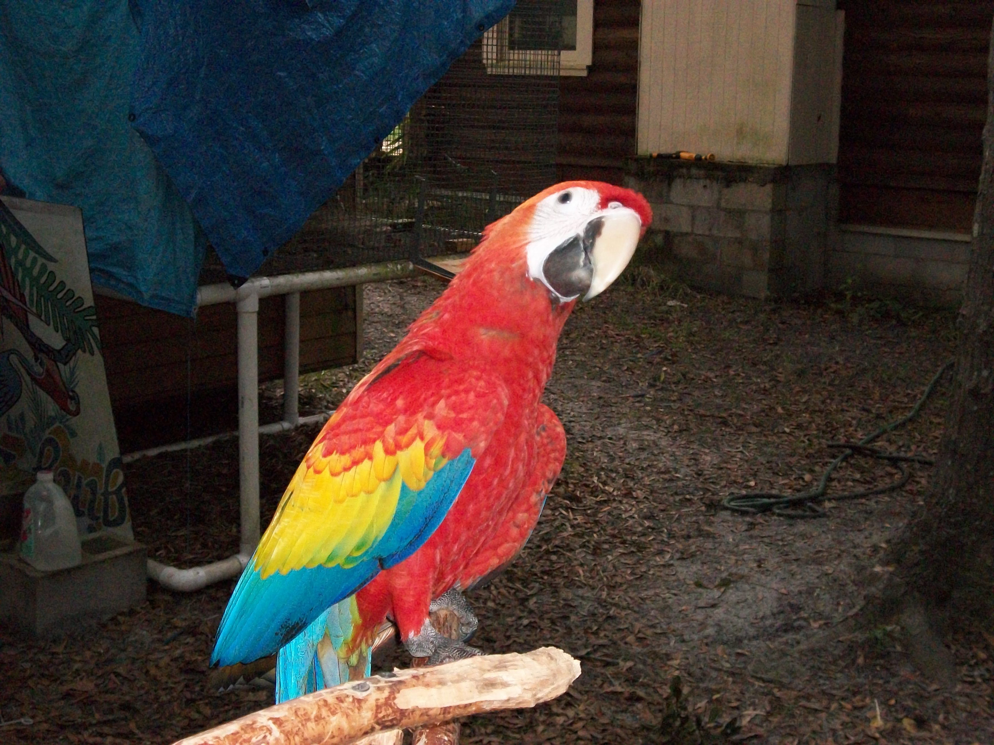 Scarlet &amp; Blue-throated Macaws