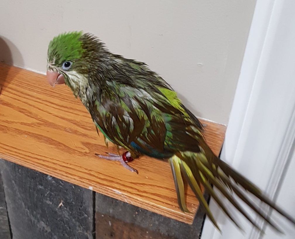 Soggy Pickle