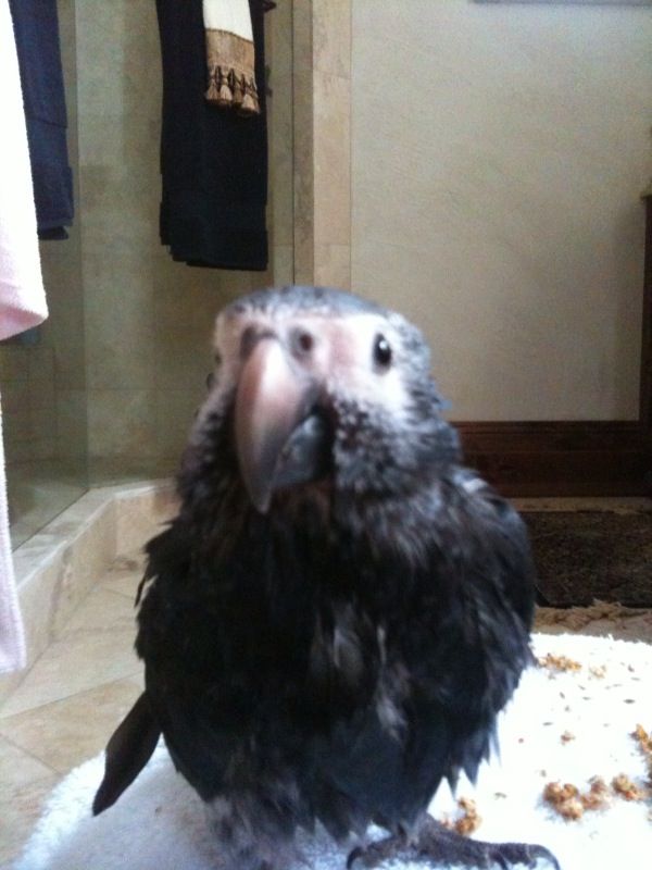 Sophie After Her Shower