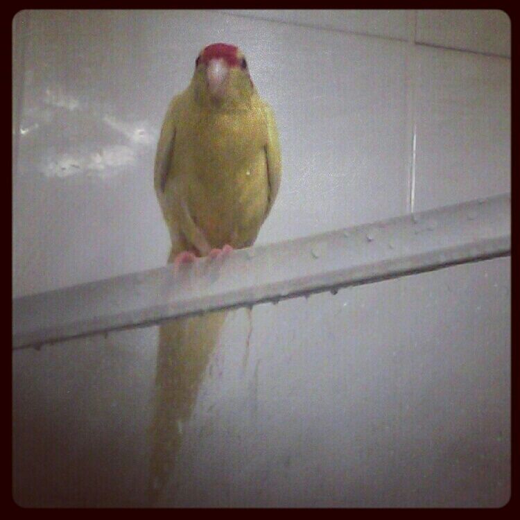 Sunny In The Shower