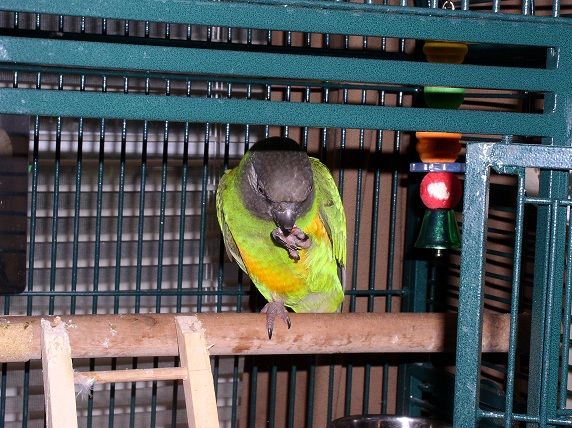 Tiki Enjoying A Snack Before Lights Out