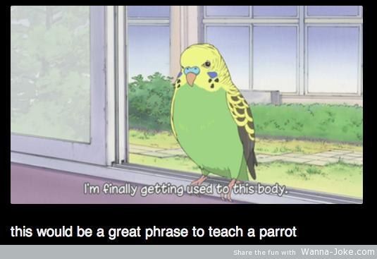 teach-a-parrot.jpg