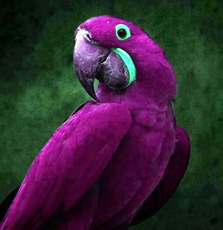 Purple+hyacinthine+macaw,+photoshopped,+supposedly+Nat+Geog+Mag.jpg