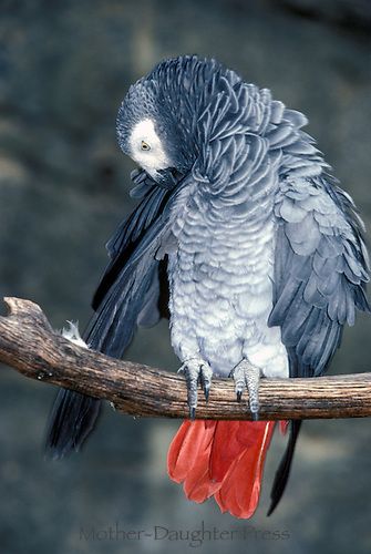B0394x-african-grey-parrot-cleaning-wing.jpg