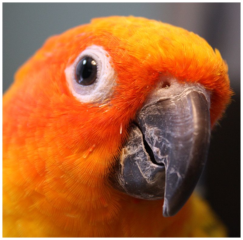 lupe_the_sun_conure_by_cosmosue-d3a0gor.jpg