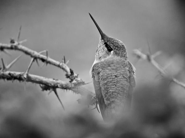 bw_anna__s_hummingbird_by_copperarabian-d38q04k.jpg