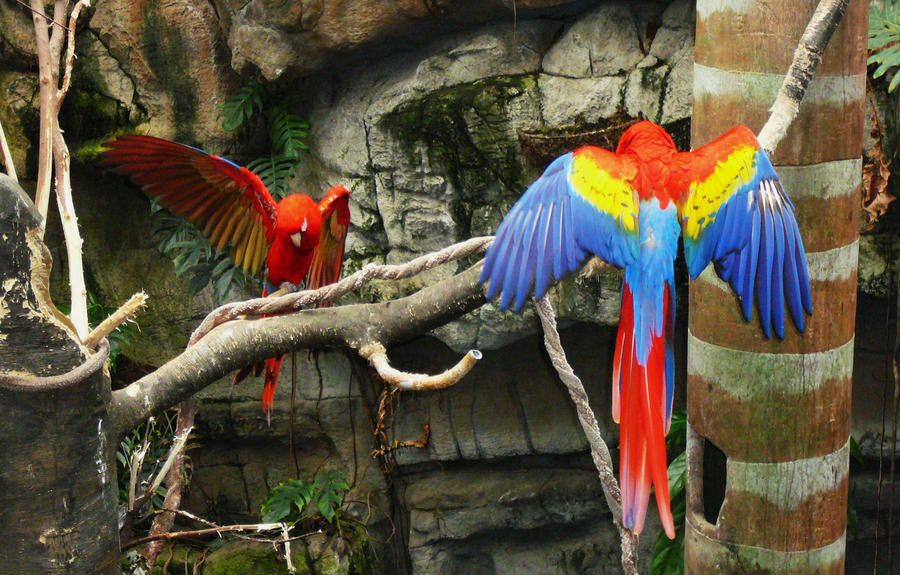 Scarlet_Macaw_Wings_by_copperarabian.jpg