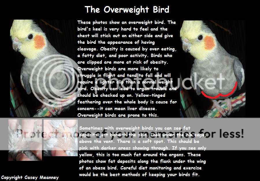 OverweightBird.png