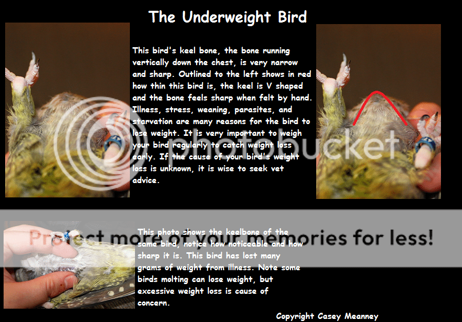 UnderweightBird.png