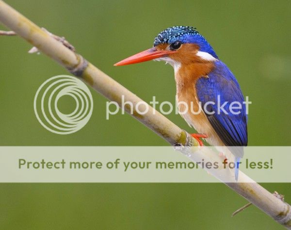 Malachite-kingfisher-Robert-van-Brug-600x474.jpg