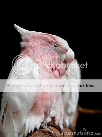 rose-breasted-cockatoo-26744532.jpg