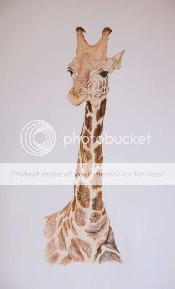 giraffewip704.jpg